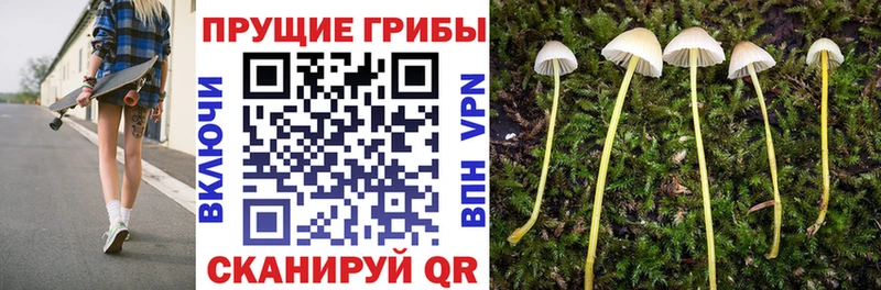 Купить закладки  Ефремов  Псилоцибиновые грибы MAGIC MUSHROOMS 